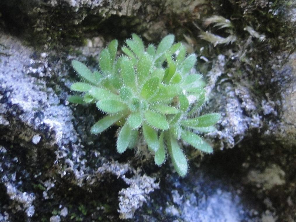 Saxifraga presolanensis / Sassifraga della Presolana